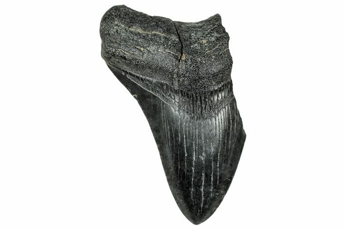 Partial, Fossil Megalodon Tooth - South Carolina #327726